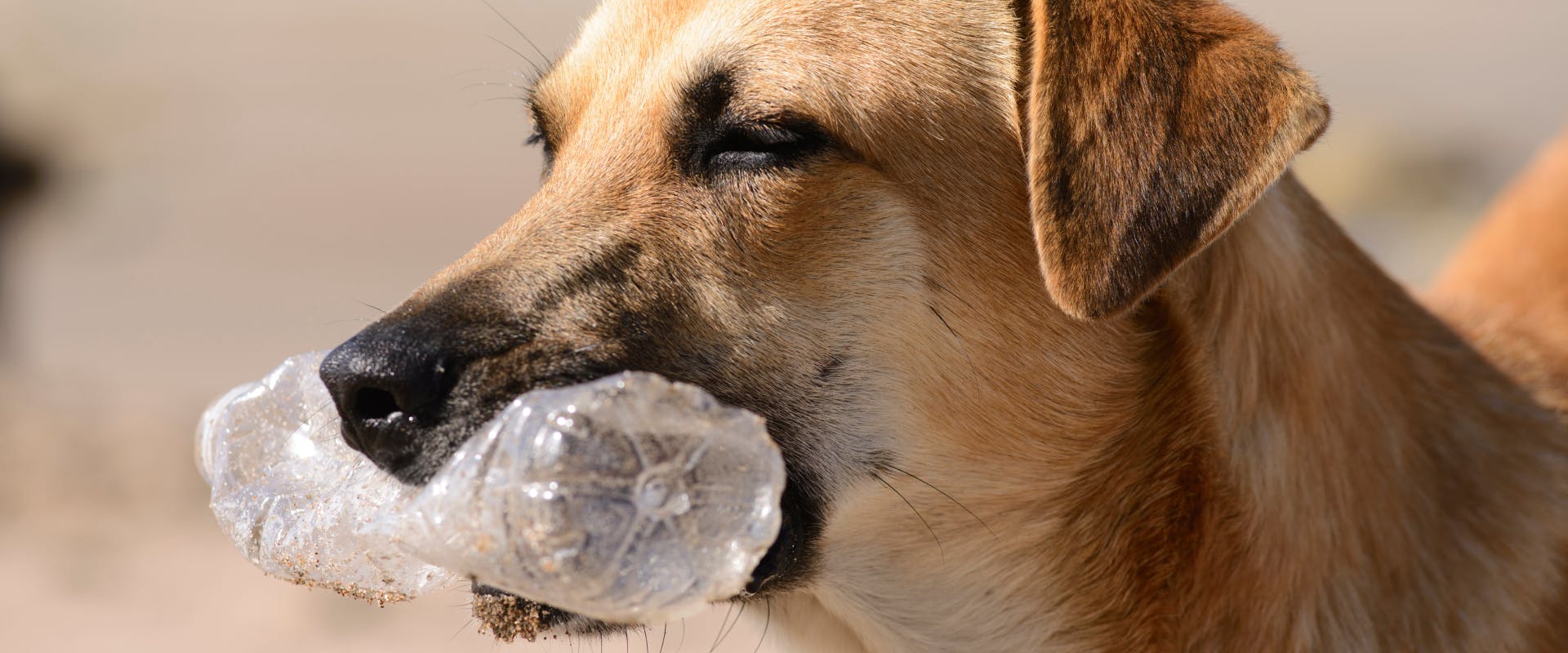 My dog top eats plastic toys